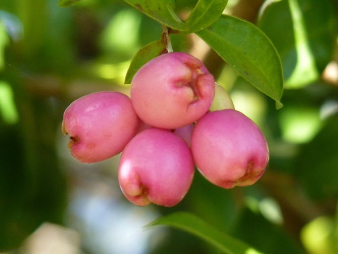 Jumbuck: The Australian Fruit You Need to Know About